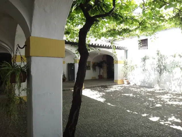 Bodegas Tradición's whitewashed patio in Jerez under a spreading vine (1024 px, low-res)