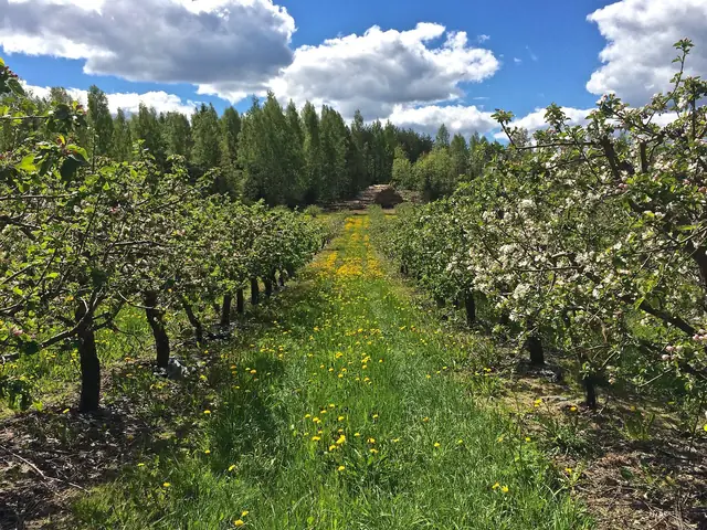 Alitalo's apple orchard in blossom: rows of trees and a grass alley under a big sky