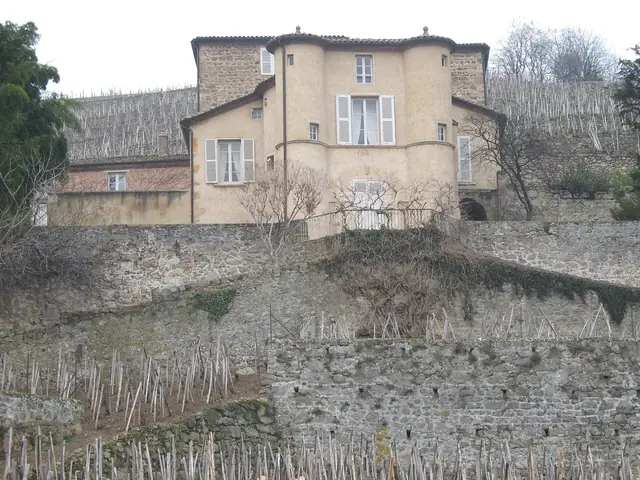 Château-Grillet's house above its amphitheatre of terraced vines, winter