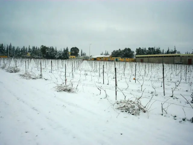 Domaine de la Zouina's vineyard under snow in 2005, the estate buildings along the far edge
