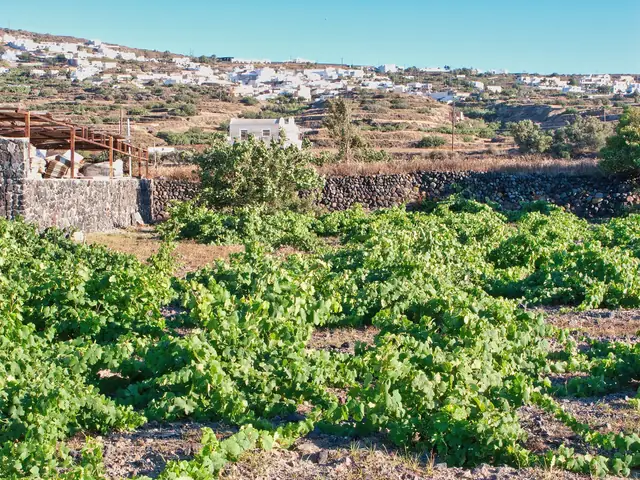 Domaine Sigalas' old Assyrtiko vines trained in low kouloura baskets on Santorini, Oia on the ridge behind