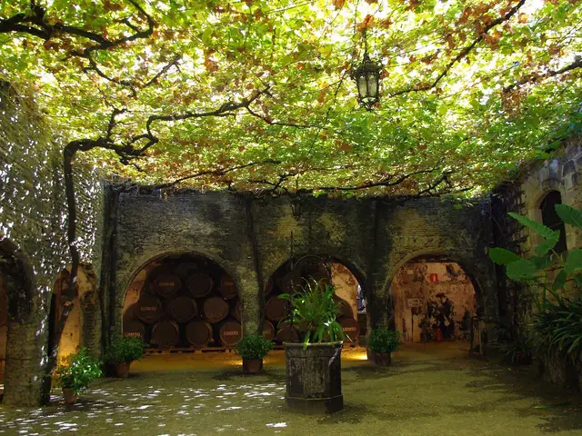 The González Byass patio under its canopy of vines, barrel-filled arches behind