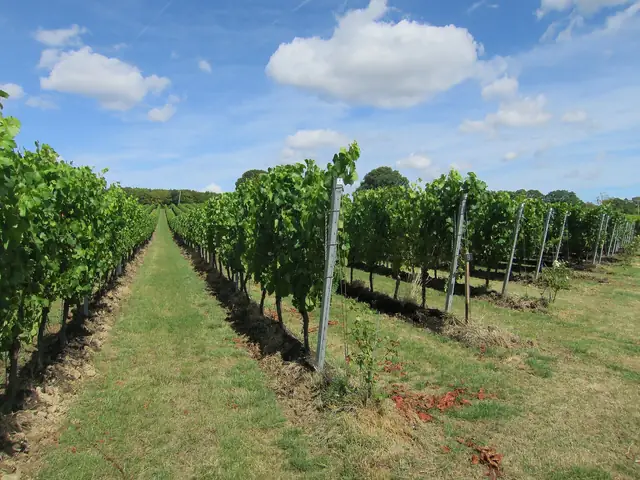 A grassy alley between Gusbourne's vine rows in Kent under a summer sky
