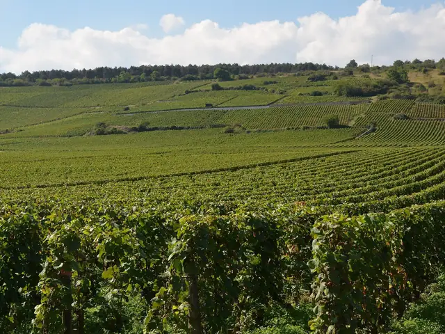 The La Tâche vineyard slope in Vosne-Romanée, summer (labelled La Tâche by the photographer)