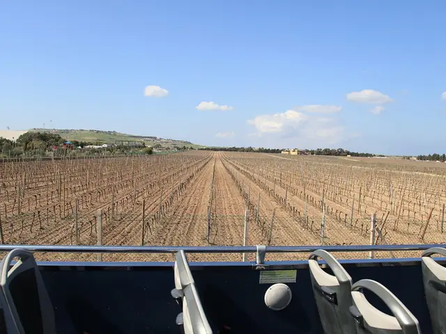 Meridiana's vineyard at Ta' Qali in winter: bare vine rows running to the horizon under a blue sky (tour-bus seats along the bottom edge)