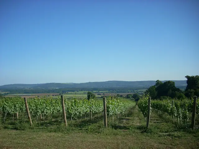 Nyetimber's Upperton vineyard near Tillington, rows of vines looking south to the South Downs