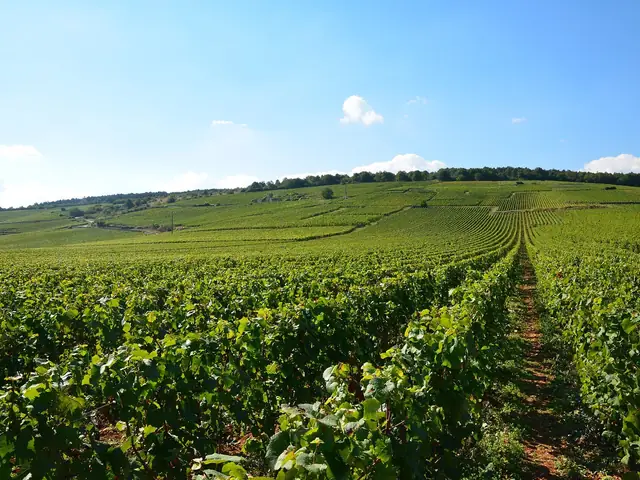 The Richebourg vineyard in Vosne-Romanée on a bright summer day (labelled Les Richebourgs by the photographer)