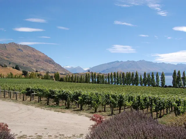 Rippon Vineyard's vines sloping down to Lake Wanaka, mountains across the water (public domain)