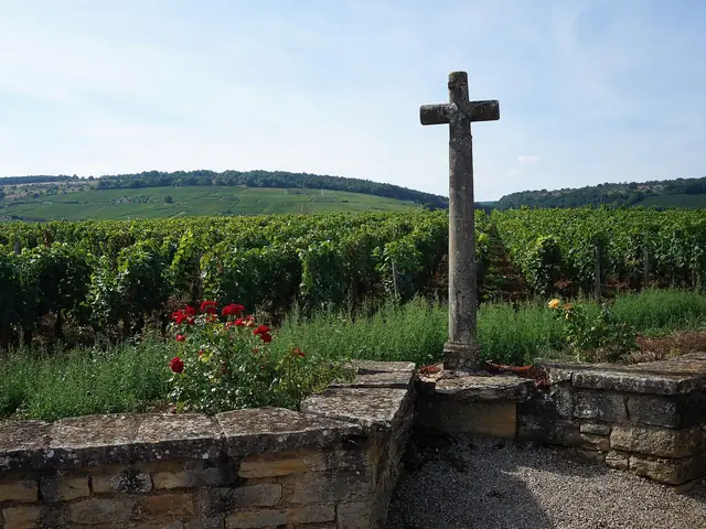 The stone cross at the foot of La Romanée-Conti, roses and the low wall before the vines