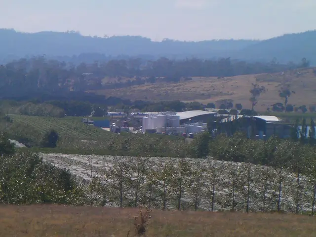 Tamar Ridge winery and its vineyard slopes in Tasmania's Tamar Valley, seen across the valley on a hazy day