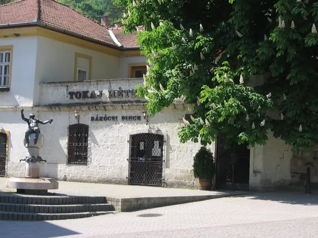 The Rákóczi cellar house in Tokaj on Kossuth tér, its name over the doors, a chestnut tree in flower (public domain)