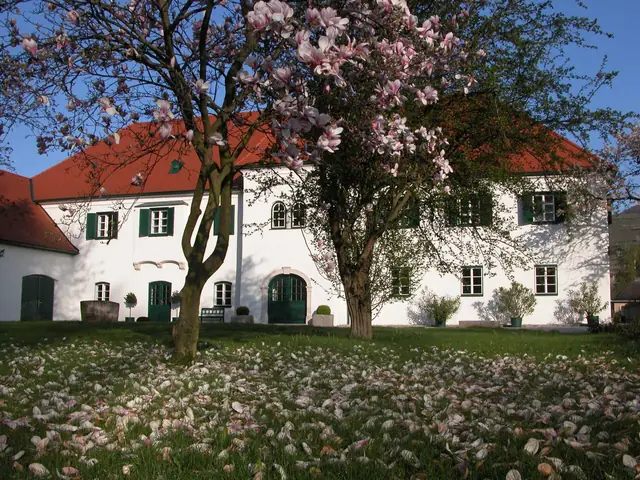 Weingut Prager's white estate house in Weißenkirchen behind a magnolia in full bloom