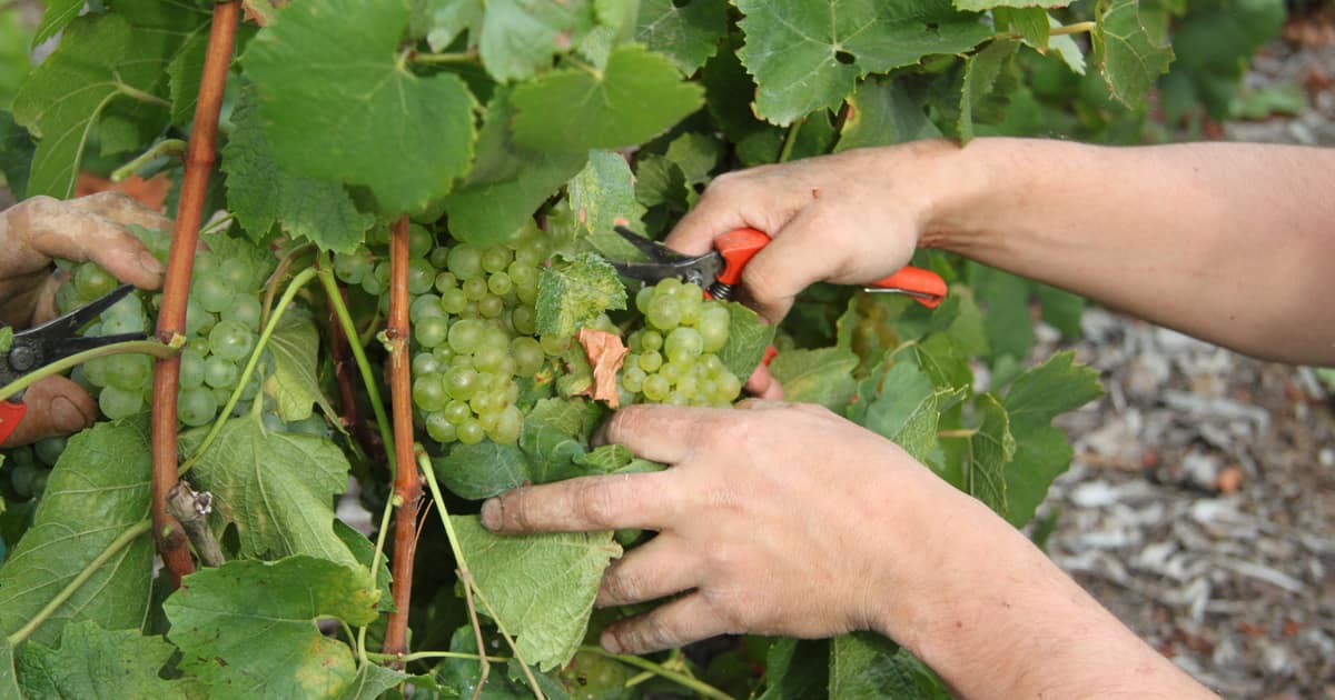 Hands cutting a bunch of Chardonnay grapes from the vine with red secateurs