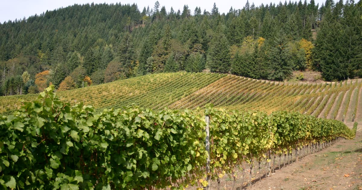 Vine rows climbing a hill below a fir forest in the Willamette Valley, Oregon