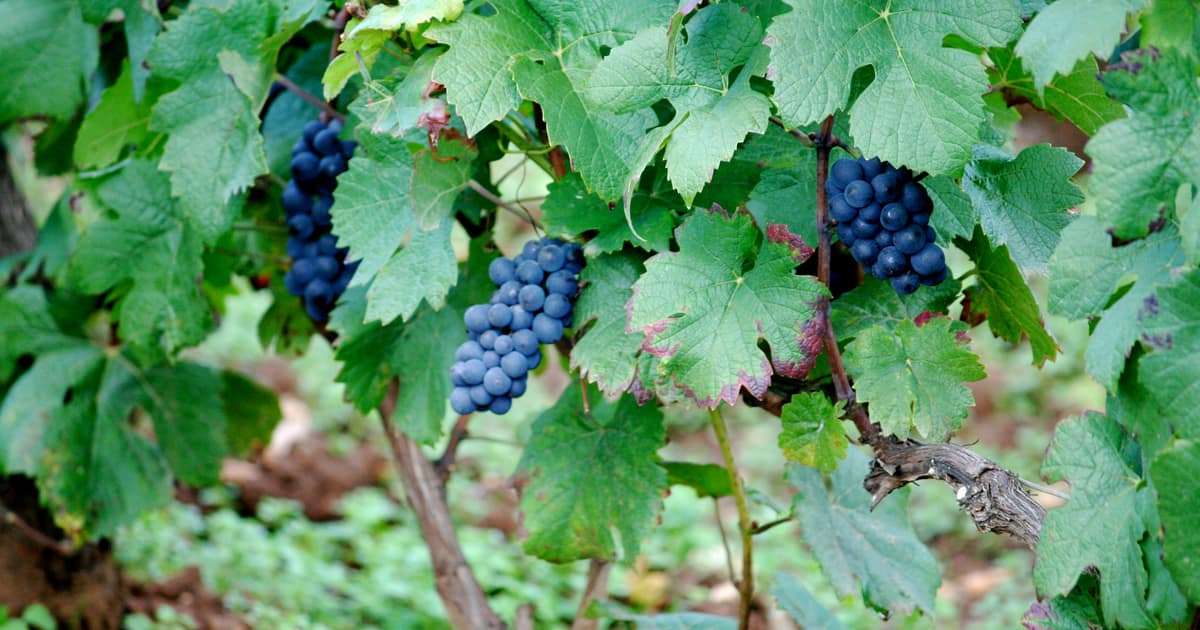 Dark Pinot Noir bunches hanging among green vine leaves in Burgundy
